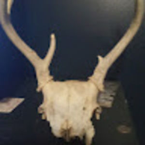 Meet your Posher, Hunter